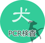 犬のPCR検査