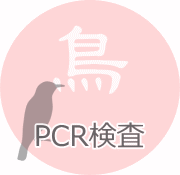 鳥のPCR検査